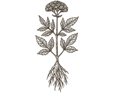 Valerian Root